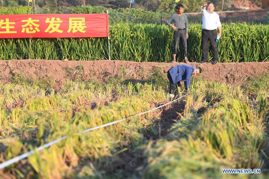 Third-generation hybrid rice achieves high yields in China
