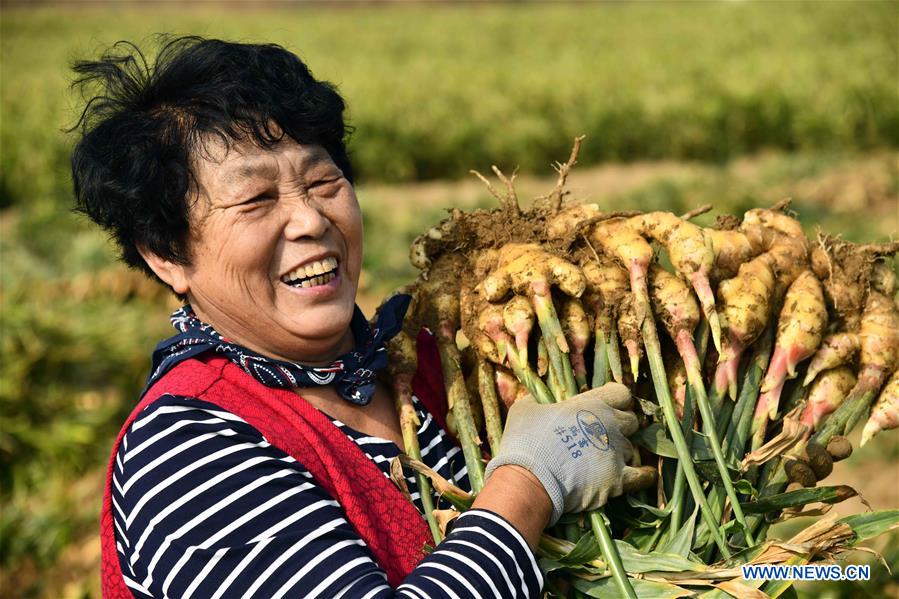 Farmers harvest ginger in China's Shandong