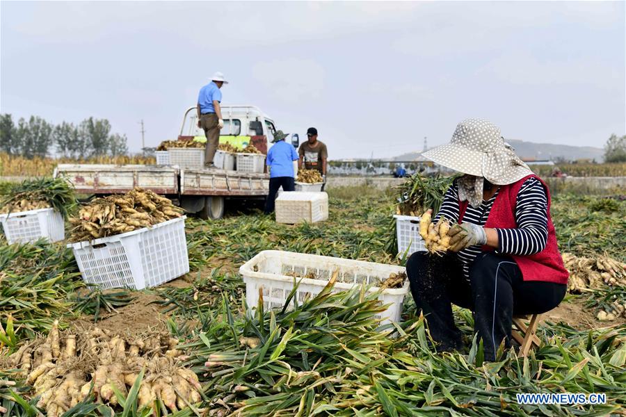 Farmers harvest ginger in China's Shandong