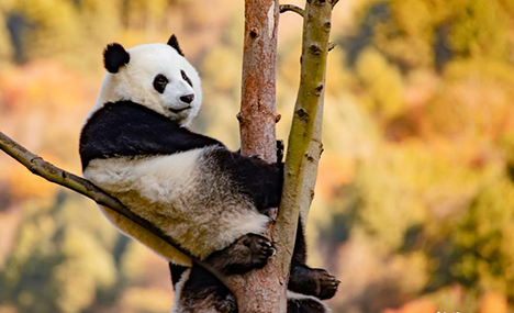 Giant pandas play in Wolong