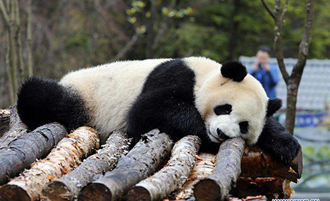 Jiawuhai Giant Panda Conservation and Research Park
