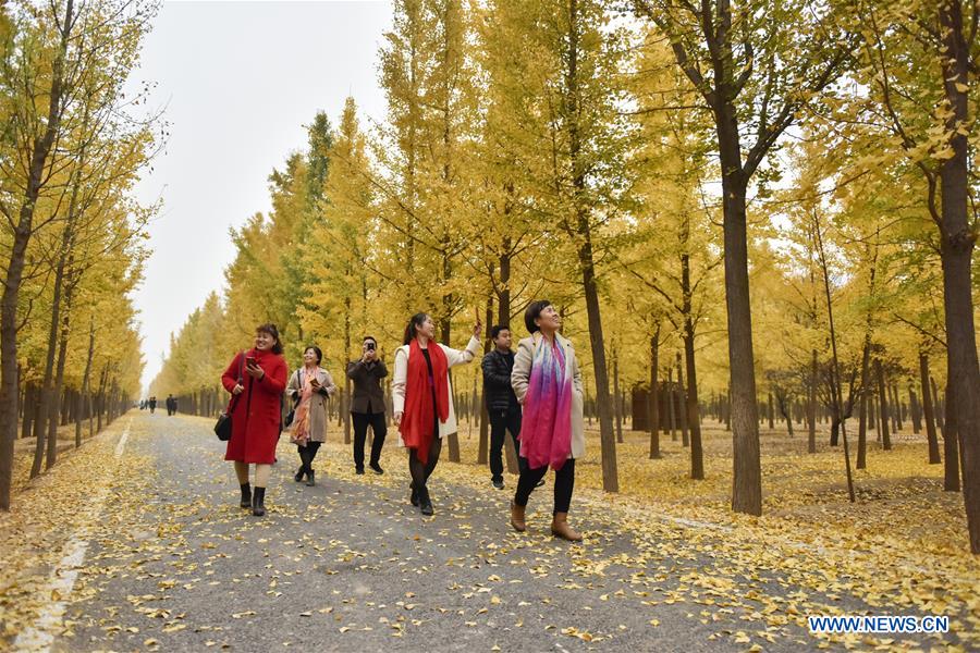 Autumn scenery in Quzhou County of Handan, N China's Hebei