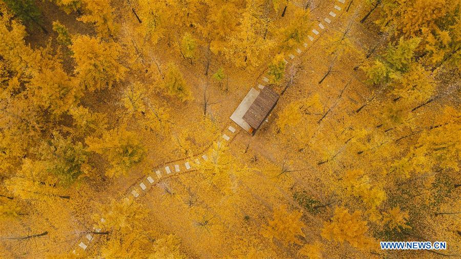 Autumn scenery in Quzhou County of Handan, N China's Hebei