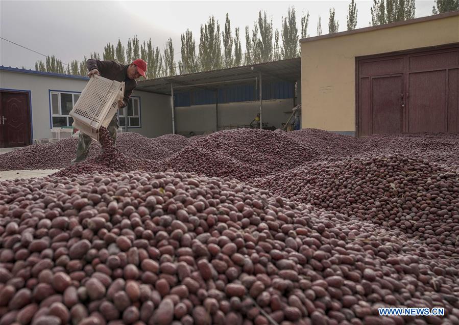 Farmer promotes online jujube business by live broadcast in NW China's Xinjiang