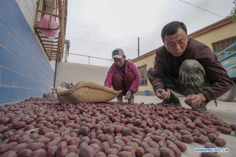 Farmer promotes online jujube business by live broadcast in NW China's Xinjiang