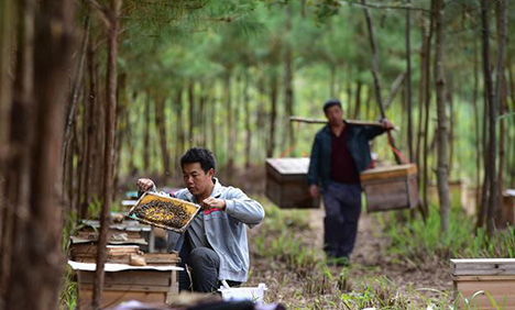 Farmers in Guizhou build wealth through bee cultivation