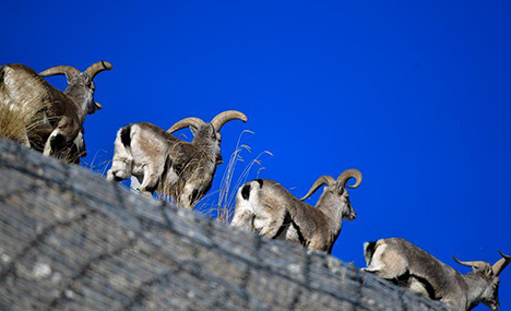In pics: wildlife on prairie in NW China's Qinghai