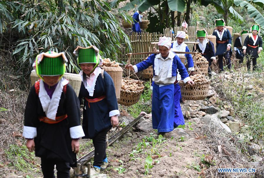 Pinggui District in Hezhou, China's Guangxi fights off poverty by developing ginger planting