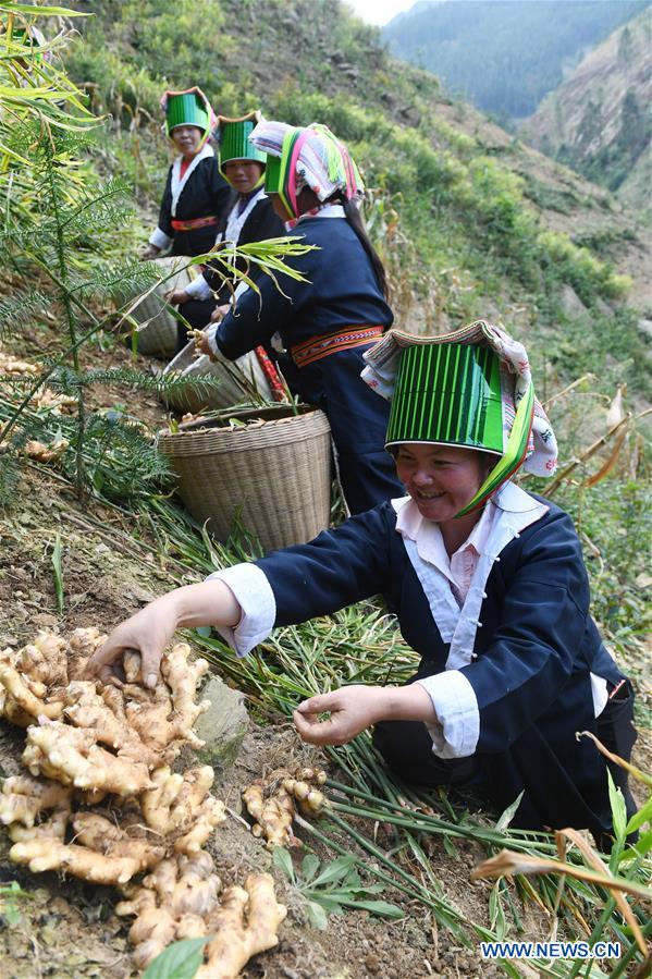Pinggui District in Hezhou, China's Guangxi fights off poverty by developing ginger planting