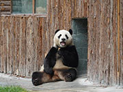 Jiawuhai Giant Panda Conservation and Research Park opens in SW China