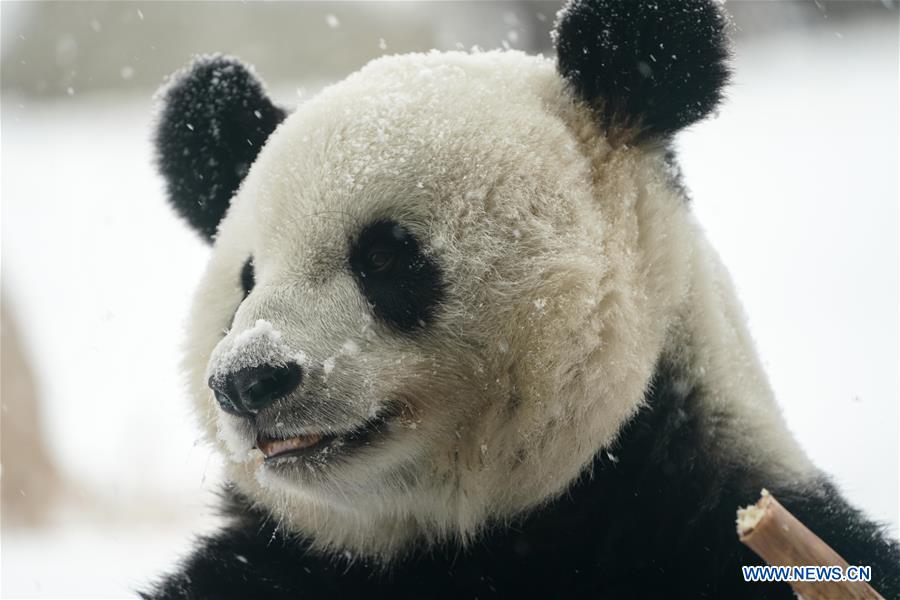 Giant panda enjoys snow in China's Heilongjiang