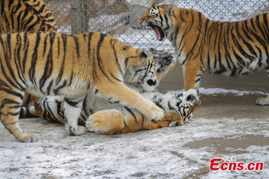 Siberian tigers play in snow in NE China