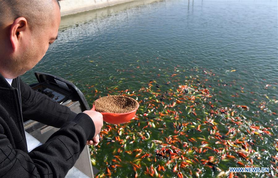 Pet fish economy developed to boost locals' income in China's Henan