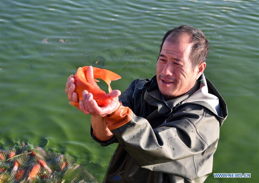 Pet fish economy developed to boost locals' income in China's Henan