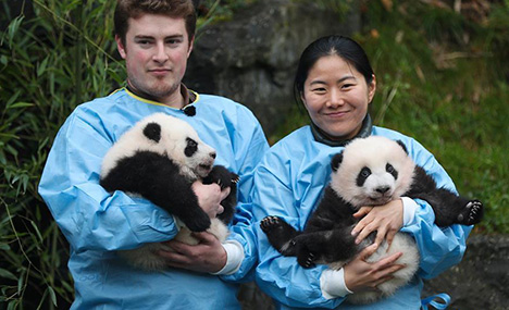 Giant panda twins of 'Bao Mei', 'Bao Di' at Pairi Daiza zoo in Belgium