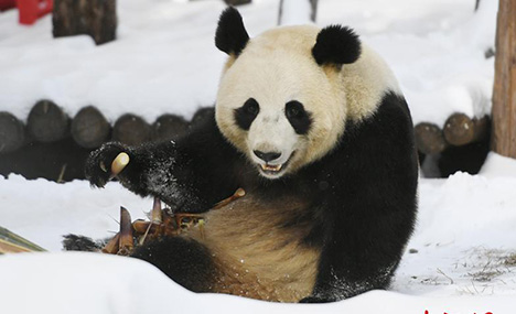 Giant panda enjoys bamboo shoots in the snow