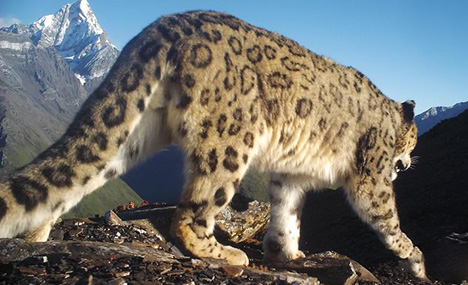 Snow leopard recorded by camera in SW China