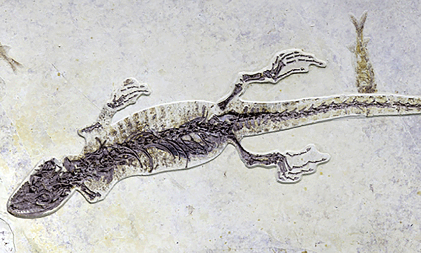 100-mln-year-old lizard fossil found in NE China