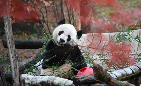 US-born giant panda Bei Bei departs for new life in China