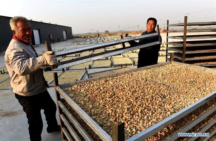 Planting of traditional Chinese herbal medicines helps boost local farmers' income in China's Hebei