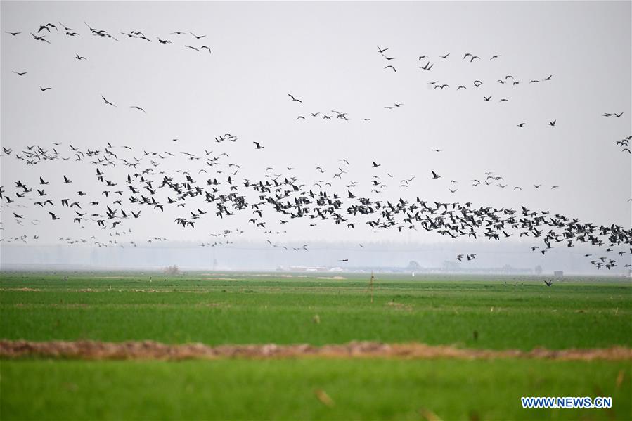 View of Yellow River wetland in China's Henan