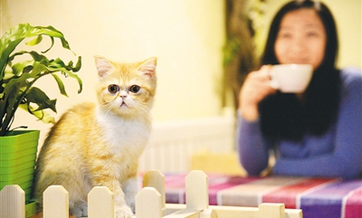 Cafes become must-go places for pet lovers