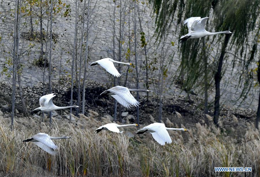 Longhu wetland in east China's Shandong