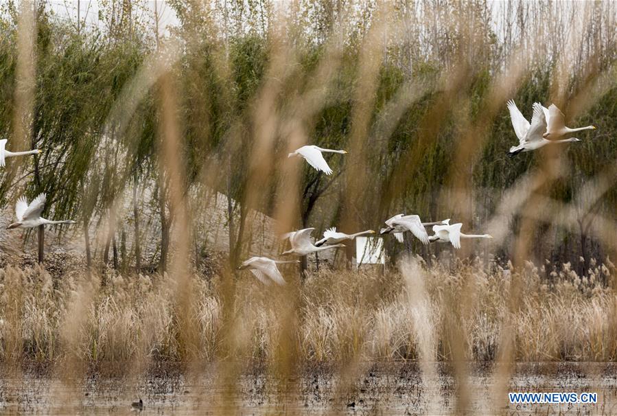 Longhu wetland in east China's Shandong