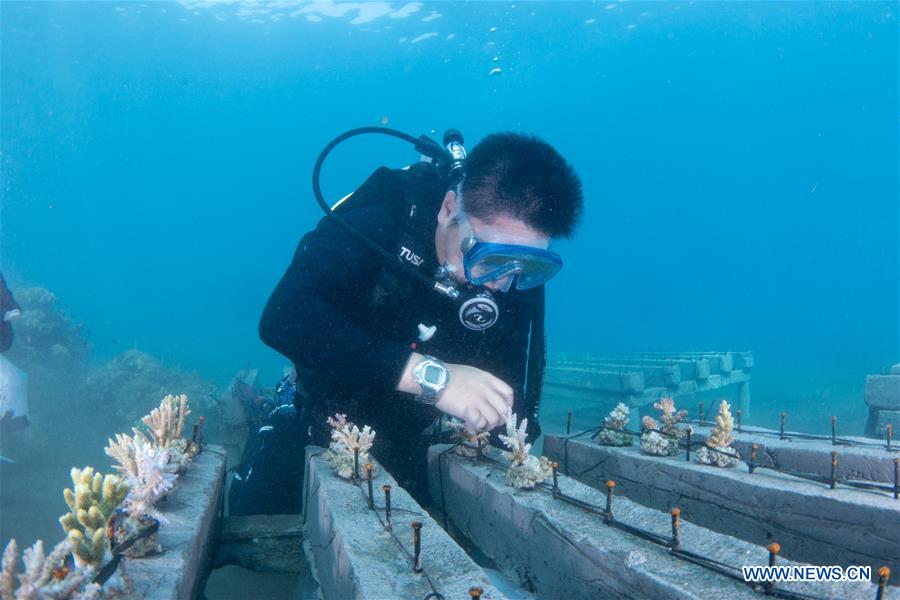 Researchers dedicated to coral rehabilitation in Celukan Bawang, Indonesia