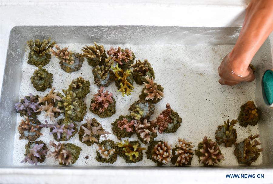 Researchers dedicated to coral rehabilitation in Celukan Bawang, Indonesia