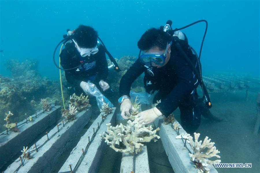 Researchers dedicated to coral rehabilitation in Celukan Bawang, Indonesia