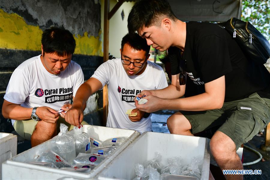 Researchers dedicated to coral rehabilitation in Celukan Bawang, Indonesia