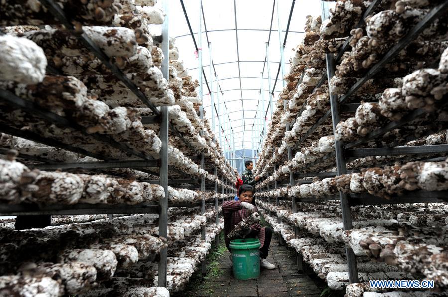 Mushroom planting in China's Guangxi develops local economy, offers jobs for villagers
