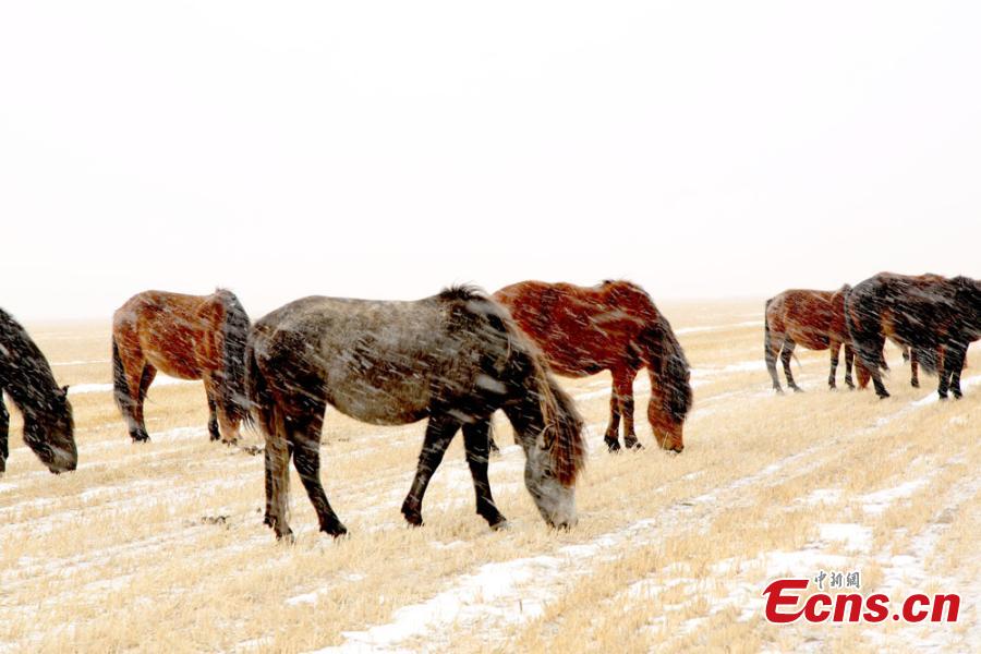Horses in snow at world’s oldest horse ranch
