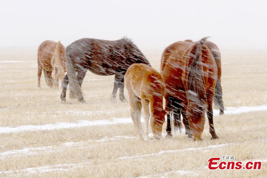 Horses in snow at world’s oldest horse ranch