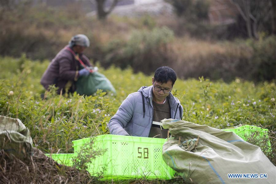 Pepino melon planting industry helps villagers get rid of poverty in SW China's Yunnan