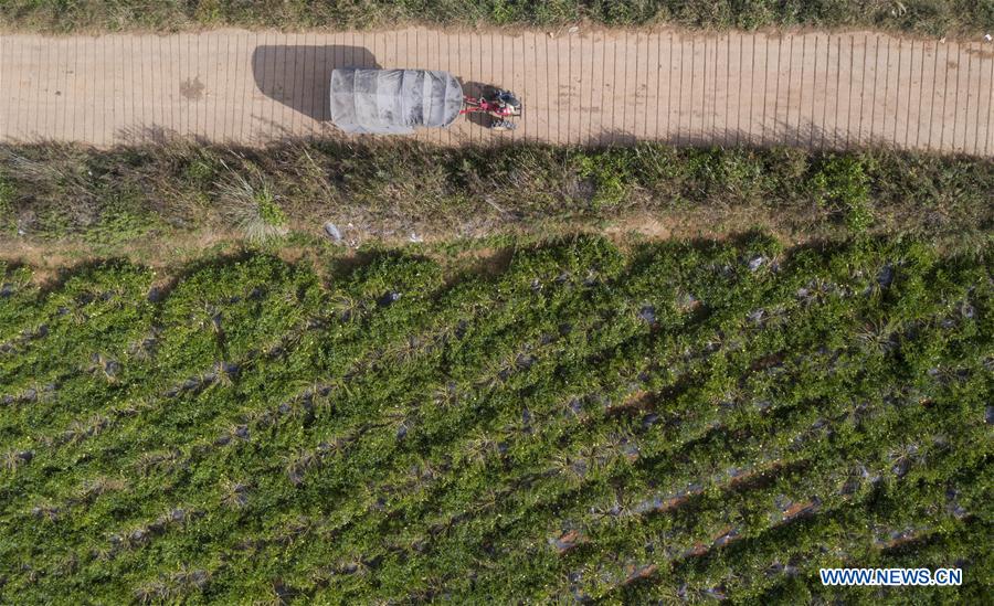 Pepino melon planting industry helps villagers get rid of poverty in SW China's Yunnan