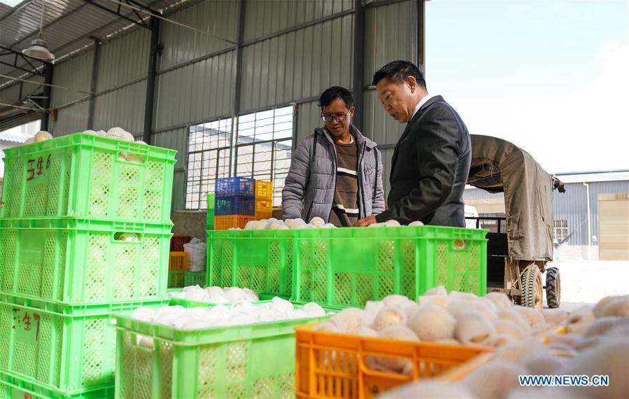 Pepino melon planting industry helps villagers get rid of poverty in SW China's Yunnan