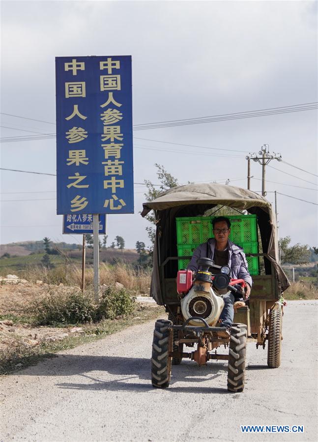 Pepino melon planting industry helps villagers get rid of poverty in SW China's Yunnan
