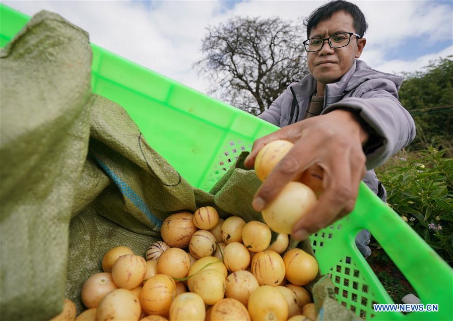 Pepino melon planting industry helps villagers get rid of poverty in SW China's Yunnan