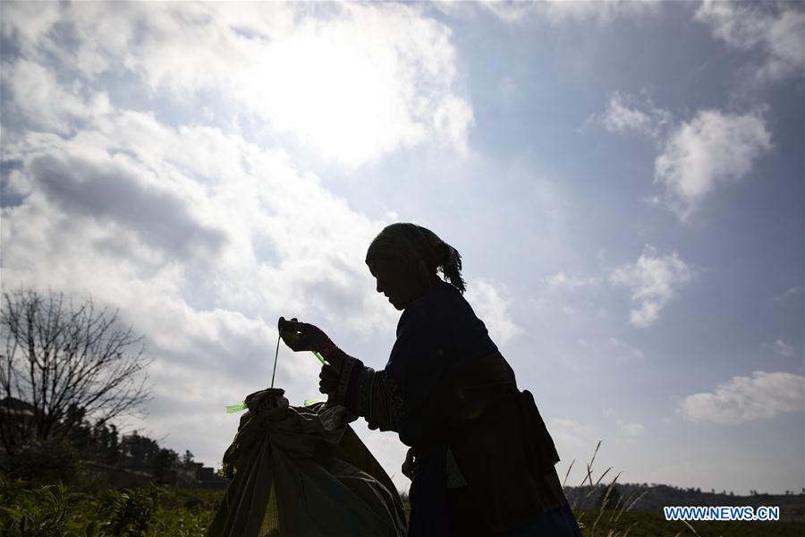 Pepino melon planting industry helps villagers get rid of poverty in SW China's Yunnan