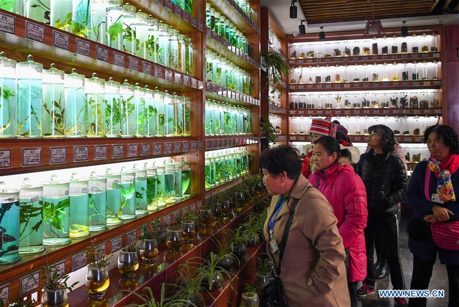 Local government makes efforts to develop panax notoginseng industry in Yunnan