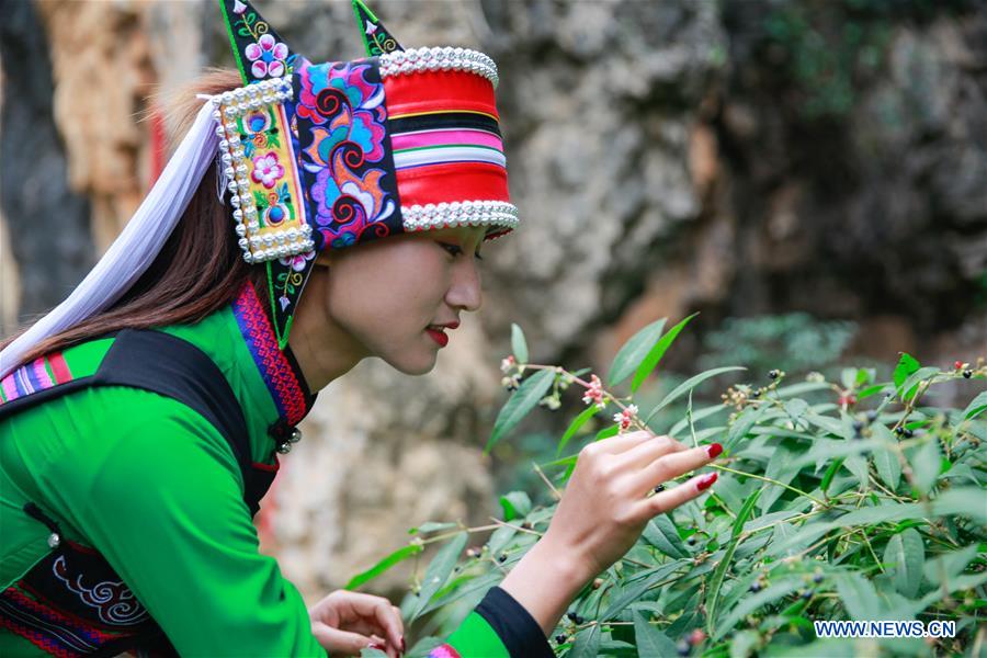 Local government makes efforts to develop panax notoginseng industry in Yunnan