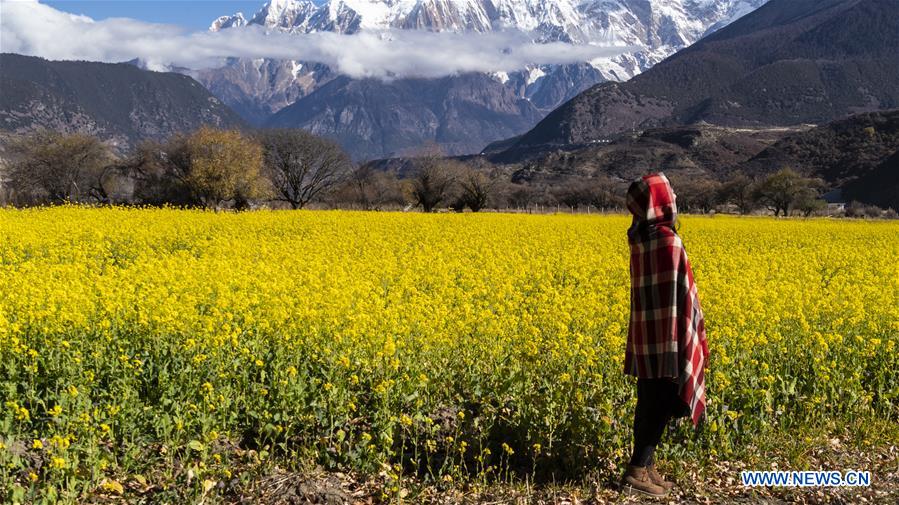 Scenery of cole flower field in China's Tibet