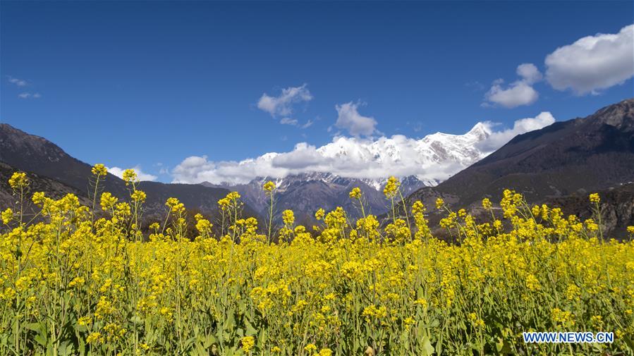 Scenery of cole flower field in China's Tibet