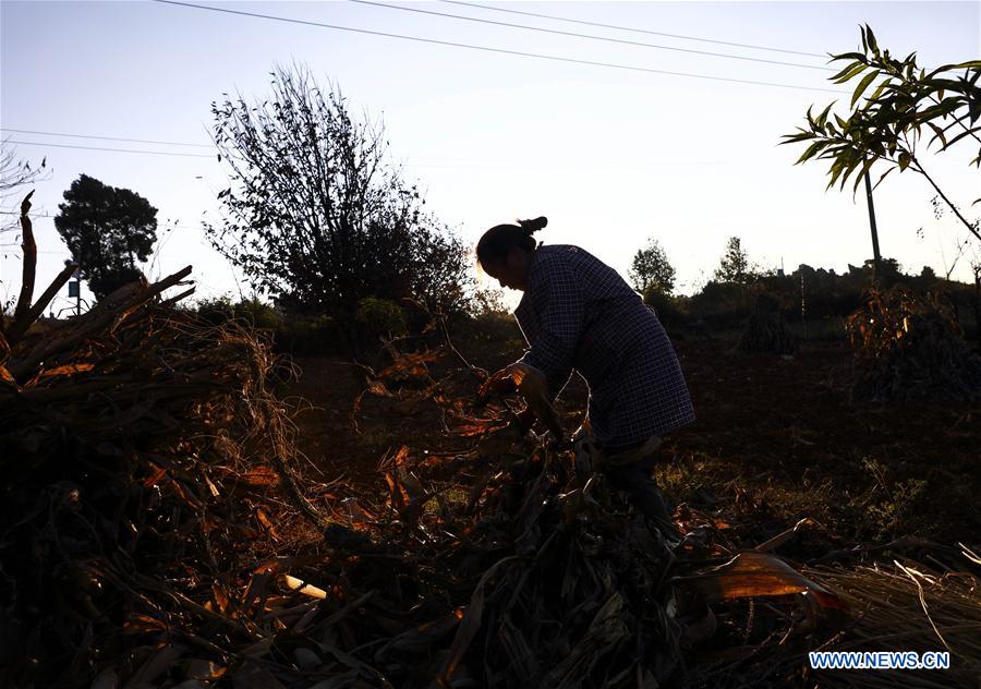 Villagers busy with farm work in SW China's Yunnan
