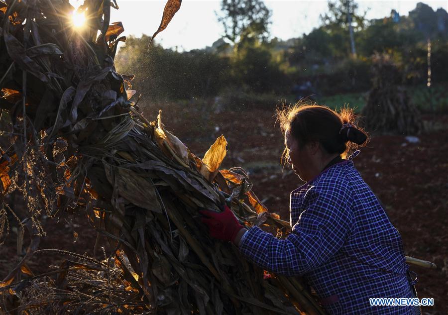 Villagers busy with farm work in SW China's Yunnan