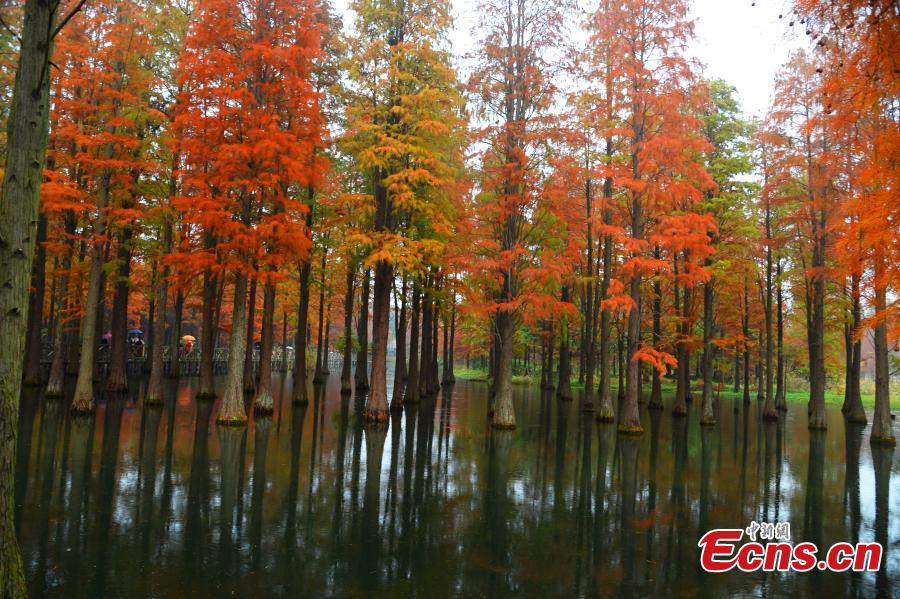 Pond cypress scenery in Shanghai park