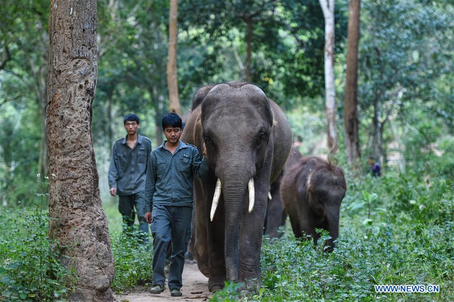 Conservation of Asian elephants in SW China's Yunnan