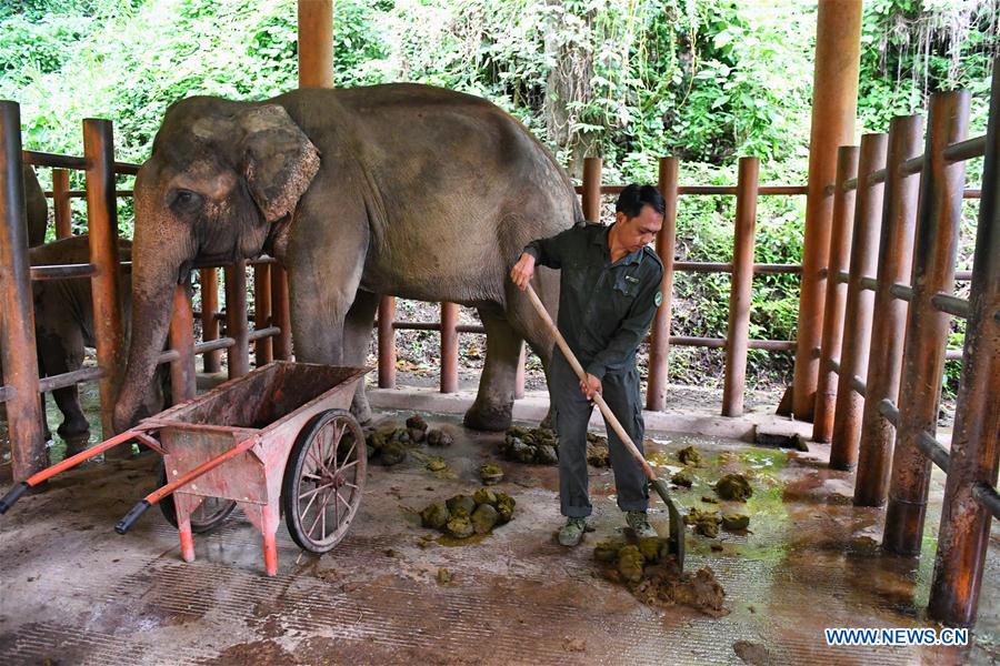 Conservation of Asian elephants in SW China's Yunnan